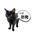 黒猫時々茶白の日常スタンプ2（個別スタンプ：11）