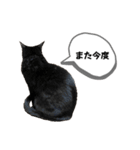 黒猫時々茶白の日常スタンプ2（個別スタンプ：15）