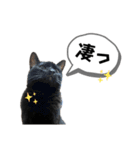 黒猫時々茶白の日常スタンプ2（個別スタンプ：17）