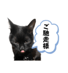 黒猫時々茶白の日常スタンプ2（個別スタンプ：20）