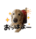 レイシス☆にこめ（個別スタンプ：9）