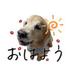 レイシス☆にこめ（個別スタンプ：10）
