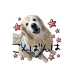 レイシス☆にこめ（個別スタンプ：14）