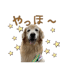 レイシス☆にこめ（個別スタンプ：15）
