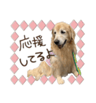 レイシス☆にこめ（個別スタンプ：28）