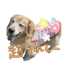 レイシス☆にこめ（個別スタンプ：36）