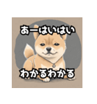 キレる柴犬のスタンプ（個別スタンプ：1）