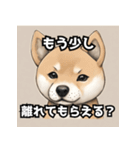 キレる柴犬のスタンプ（個別スタンプ：3）