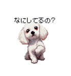 日常 ドット絵 マルチーズ プードル 40種（個別スタンプ：3）