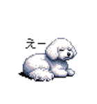 日常 ドット絵 マルチーズ プードル 40種（個別スタンプ：5）