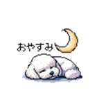 日常 ドット絵 マルチーズ プードル 40種（個別スタンプ：8）