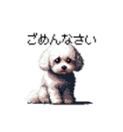 日常 ドット絵 マルチーズ プードル 40種（個別スタンプ：13）