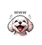 日常 ドット絵 マルチーズ プードル 40種（個別スタンプ：14）