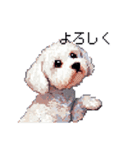 日常 ドット絵 マルチーズ プードル 40種（個別スタンプ：20）