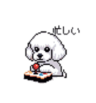 日常 ドット絵 マルチーズ プードル 40種（個別スタンプ：26）