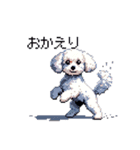 日常 ドット絵 マルチーズ プードル 40種（個別スタンプ：31）