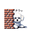 日常 ドット絵 マルチーズ プードル 40種（個別スタンプ：33）