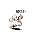 日常 ドット絵 マルチーズ プードル 40種（個別スタンプ：35）