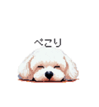 日常 ドット絵 マルチーズ プードル 40種（個別スタンプ：37）