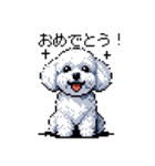 日常 ドット絵 マルチーズ プードル 40種（個別スタンプ：38）