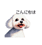 日常 ドット絵 マルチーズ プードル 40種（個別スタンプ：39）