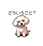 日常 ドット絵 マルチーズ プードル 40種（個別スタンプ：40）