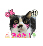 ねこねこにゃん！（個別スタンプ：5）