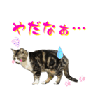 ねこねこにゃん！（個別スタンプ：19）