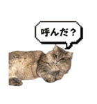 猫のチェブラーシカ5（個別スタンプ：11）