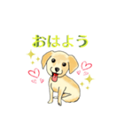 HAYATO-TAKACHOJI お犬のスタンプ 壱（個別スタンプ：1）