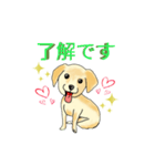 HAYATO-TAKACHOJI お犬のスタンプ 壱（個別スタンプ：3）