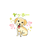 HAYATO-TAKACHOJI お犬のスタンプ 壱（個別スタンプ：15）