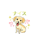 HAYATO-TAKACHOJI お犬のスタンプ 壱（個別スタンプ：17）