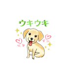 HAYATO-TAKACHOJI お犬のスタンプ 壱（個別スタンプ：30）