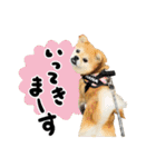 犬の日だワン！花と鼻ペチャ2023（個別スタンプ：1）