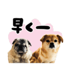 犬の日だワン！花と鼻ペチャ2023（個別スタンプ：11）