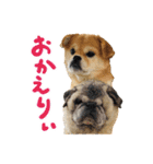 犬の日だワン！花と鼻ペチャ2023（個別スタンプ：12）