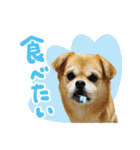 犬の日だワン！花と鼻ペチャ2023（個別スタンプ：24）