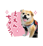 犬の日だワン！花と鼻ペチャ2023（個別スタンプ：32）