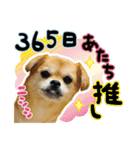 犬の日だワン！花と鼻ペチャ2023（個別スタンプ：39）