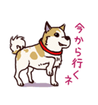 うちの雑種犬と雑種猫（個別スタンプ：11）