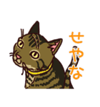 うちの雑種犬と雑種猫（個別スタンプ：13）