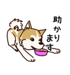 うちの雑種犬と雑種猫（個別スタンプ：23）