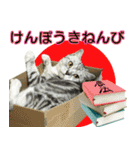 祝日.日本語（アメリカンショートヘア）（個別スタンプ：9）