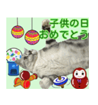 祝日.日本語（アメリカンショートヘア）（個別スタンプ：11）