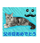 祝日.日本語（アメリカンショートヘア）（個別スタンプ：14）