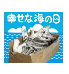 祝日.日本語（アメリカンショートヘア）（個別スタンプ：15）