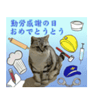 祝日.日本語（アメリカンショートヘア）（個別スタンプ：22）