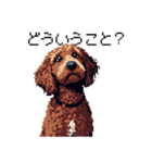 ドット絵 ラブラドゥードル 犬 茶 日常会話（個別スタンプ：13）