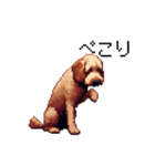 ドット絵 ラブラドゥードル 犬 茶 日常会話（個別スタンプ：16）